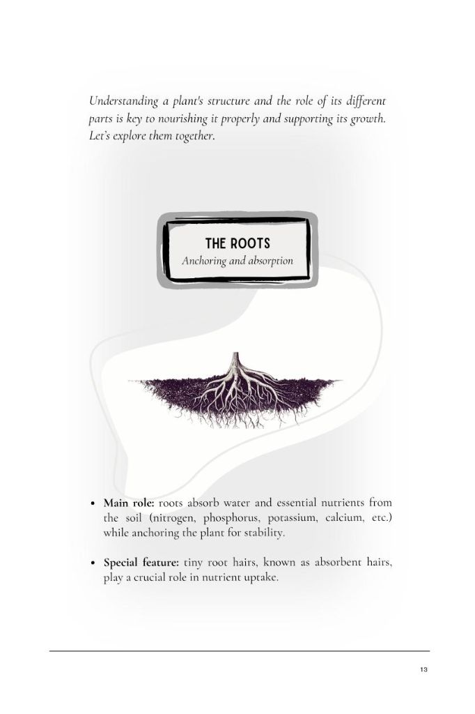 The Roots — plant anatomy