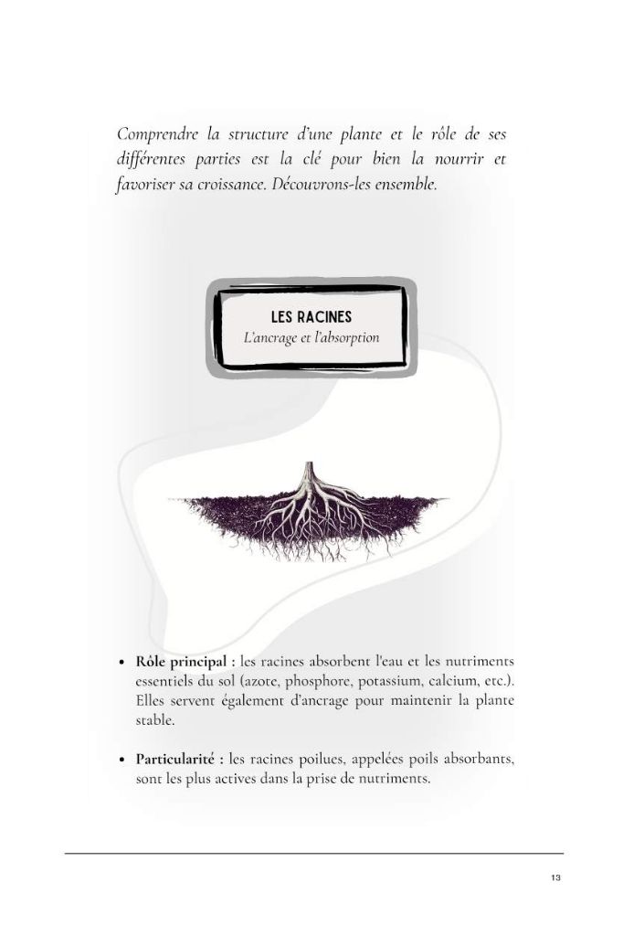 Les Racines — anatomie de la plante